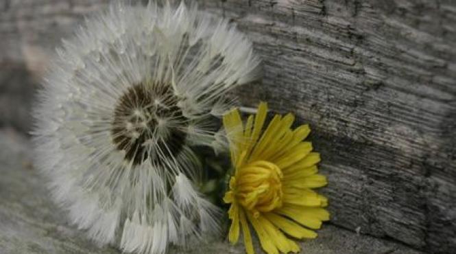 papadia i beneficiile ei pentru sanatate