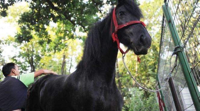 copiii invitati sa se urce pe caii politiei locale a municipiului bucuresti de 1 iunie