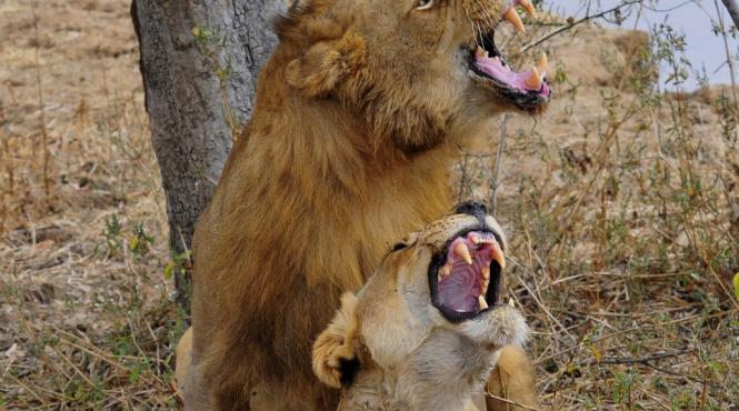 video de necrezut tocmai cand vorbea despre imperecherea leilor felinele din spatele lui au trecut la fapte