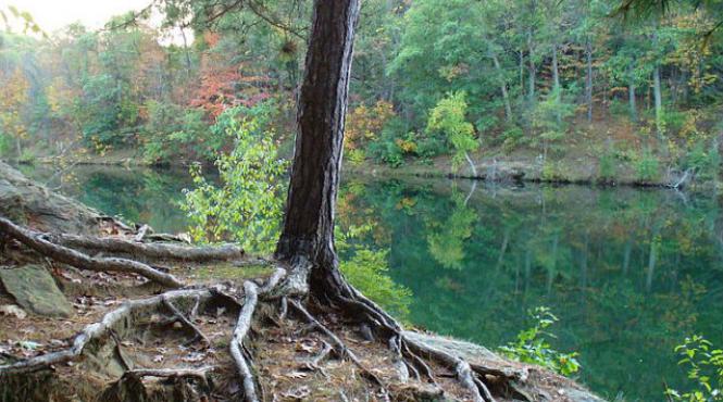 jumatate din speciile de arbori din lume sunt amenintate de disparitie raport fao