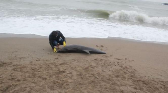 constanta trei delfini morti unul ucis de plasele monofilament interzise prin lege ale pescarilor