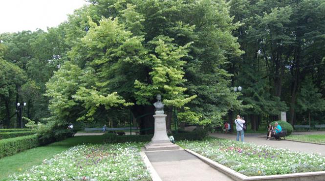 teiul lui eminescu din copou in pericol un semnal de alarma lansat de un specialist iesean