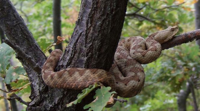 vipere hunedoara