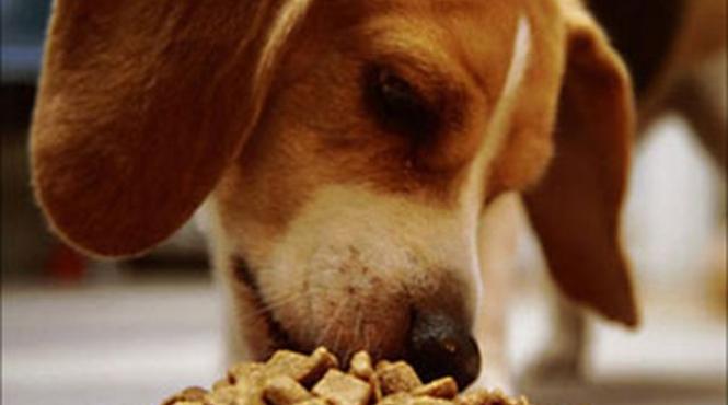 sute de caini au murit in sua dupa ce au consumat mancare importata din china