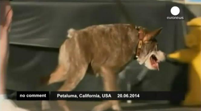 concurs cel mai urat caine