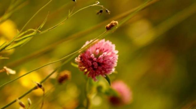 cum va fi vremea in urmatoarele doua saptamani vezi prognoza meteo pana in 6 iulie
