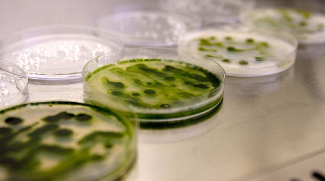 biocombustibil bazat pe micro alege pentru automobile eco