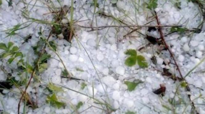 sute de hectare de culturi agricole distruse de grindina in comuna stoenesti din judetul olt