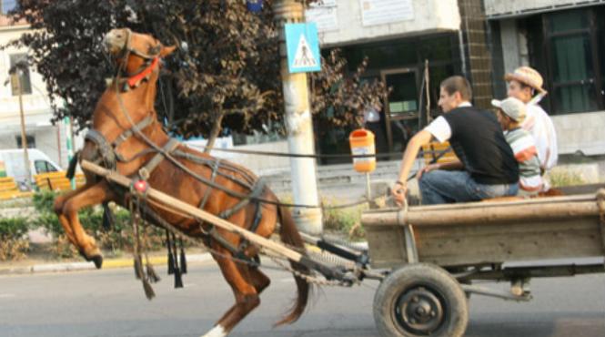 curse cu caruta in toiul noptii in timp ce gonea furios si iute un botosanean beat mort a cazut in cap