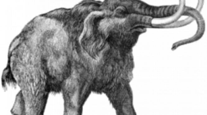 descoperire de senzatie la babadag ar putea revolutiona paleontologia in zona