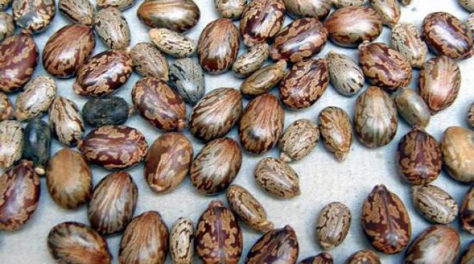 dupa o cearta cu sotul sau o ieseanca a vrut sa moara mancand semintele unei plante de doua ori mai toxice decat veninul cobrei