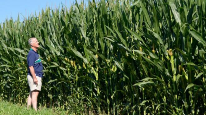 i au furat casa casa furata braila lan de porumb