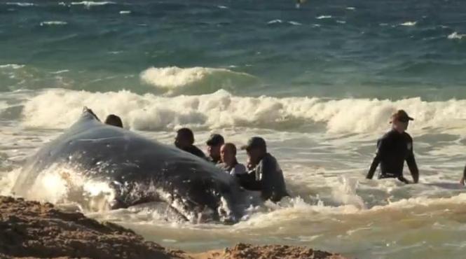 salvare spectaculoasa in australia un pui de balena esuat a fost remorcat si eliberat in larg video