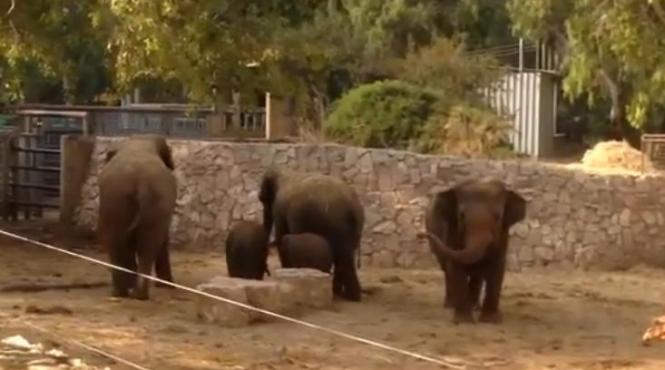 imagini dramatice intr o gradina zoologica din tel aviv cum reactioneaza o familie de elefanti la auzul sirenelor antiaeriene video