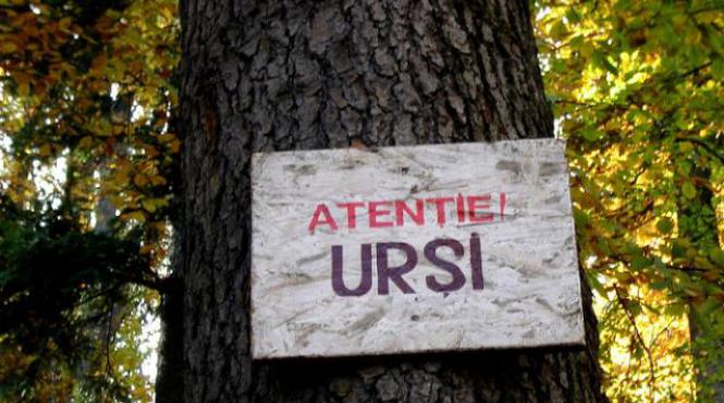 turistii avertizati sa evite zona retezatului mic ursii sunt in cautare de hrana