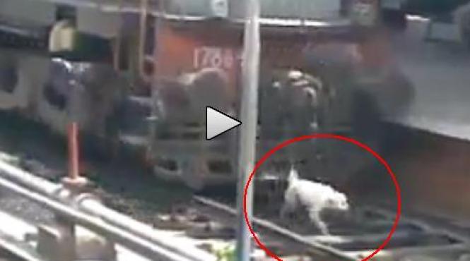 gestul uluitor facut de un mecanic de tren fata de un caine care era pe sine video