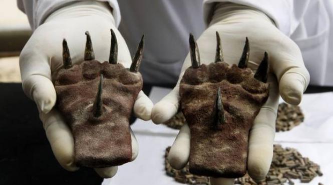 gheare de lupta descoperite intr un templu din peru cum se castigau astfel de trofee