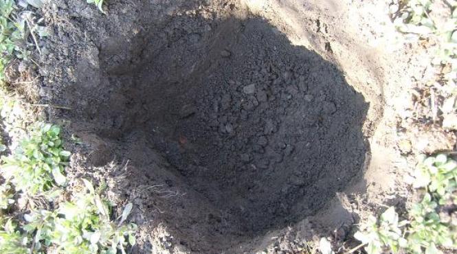 harghita barbat mort in fosa septica