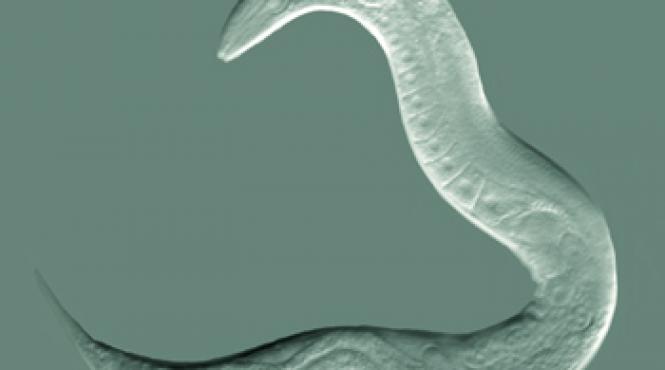 oamenii de stiinta au creat viermele care nu se imbata cercetarea menita sa combata efectele alcoolismului