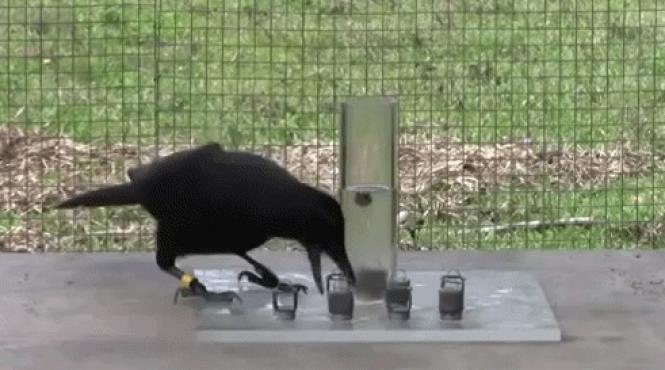 video genial acest corb rezolva probleme de fizica aplicata ca sa primeasca recompensa