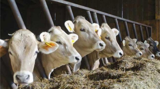 ansvsa romania nu exporta bovine in federatia rusa autoritatile ruse interzic ceva ce nu exista