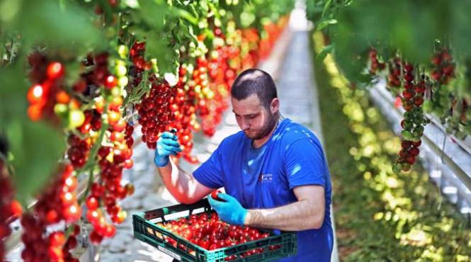 bani mai multi pentru culturile bio