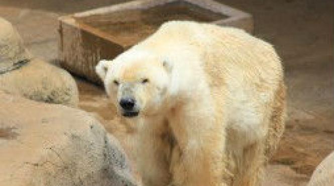 ultimul urs polar din africa a murit