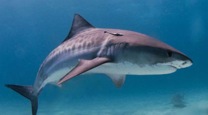 carnea unui rechin de aproape 400 de kilograme impartita saracilor din texas