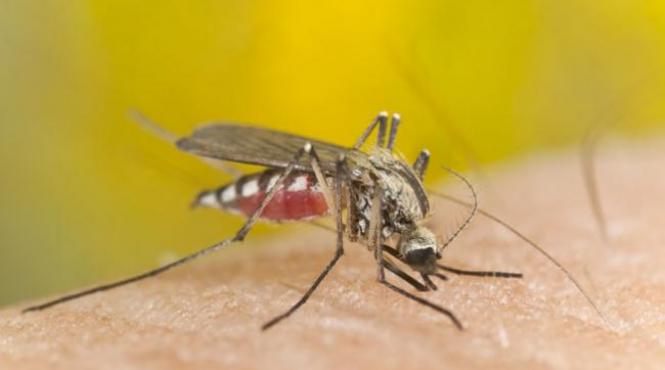 400 de hectare din bucuresti vor fi tratate vineri impotriva tantarilor