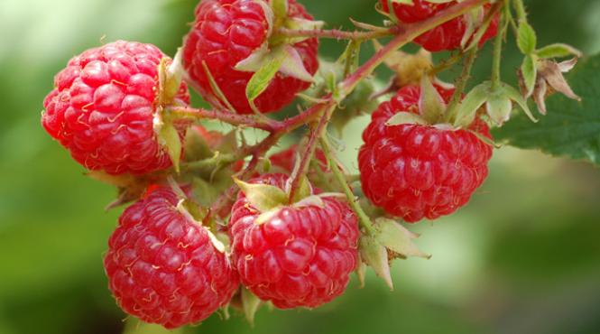 slabe ti 2 kg in 3 zile cu dieta cu zmeura