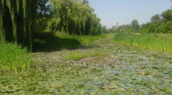 lacul cu nuferi disparitie