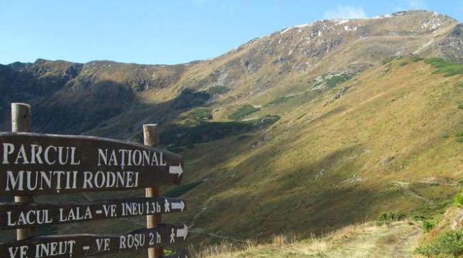 descoperire rara in muntii rodnei ce au gasit botanistii in zona protejata pentru prima data in ultimii 100 de ani