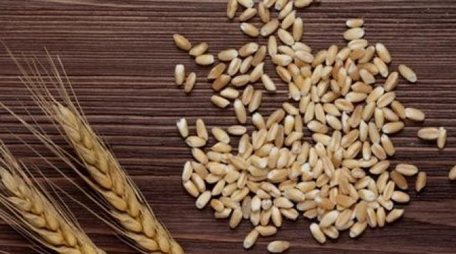 7 kilograme in 7 zile cum folose ti orzul in cura de slabire