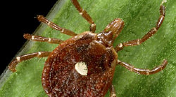 stiai ce monstri vietuiesc pe fata ta si sunt mii