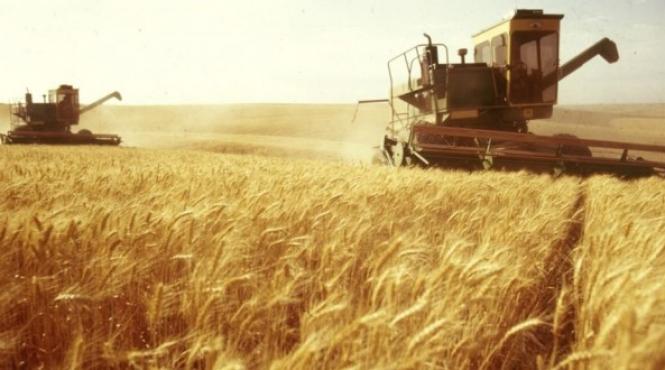 egiptul cumpara grau din romania au fost achizitionate 60 000 de tone