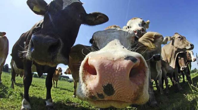bovinele vor fi vaccinate impotriva bolii limbii albastre