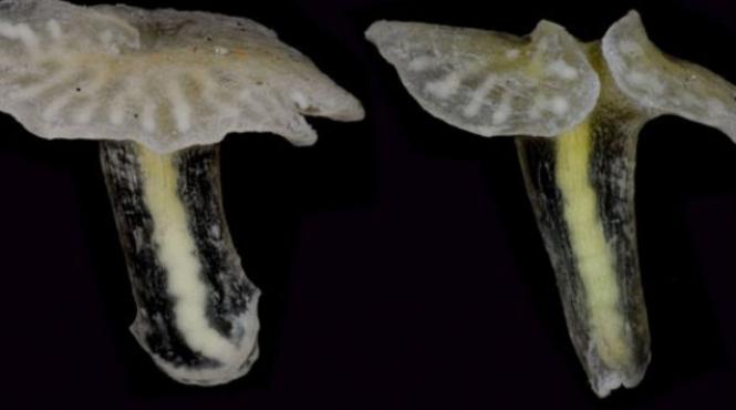 creatura clasificare