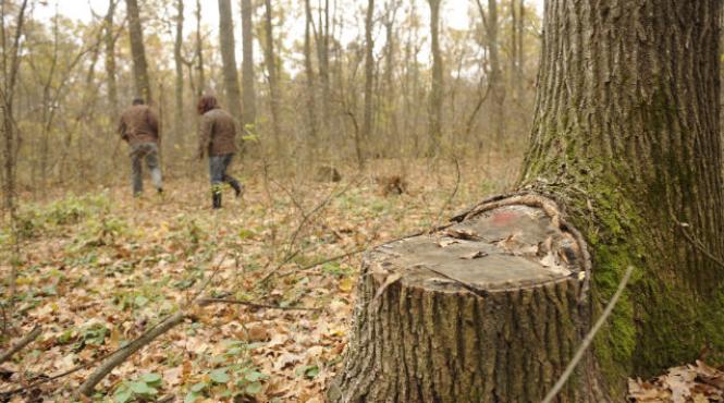 igpr politistii au confiscat in prima parte a anului cu 65 mai mult lemn taiat ilegal