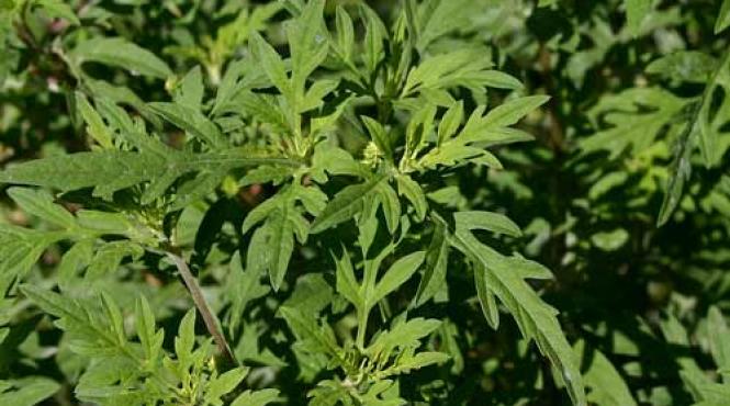 campanie impotriva ambroziei cu ajutorul preotilor in satu mare