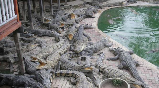 sinucidere crocodili thailanda