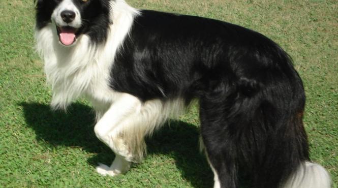 helios primul caine cu brevet de interventie in avalalansa din romania