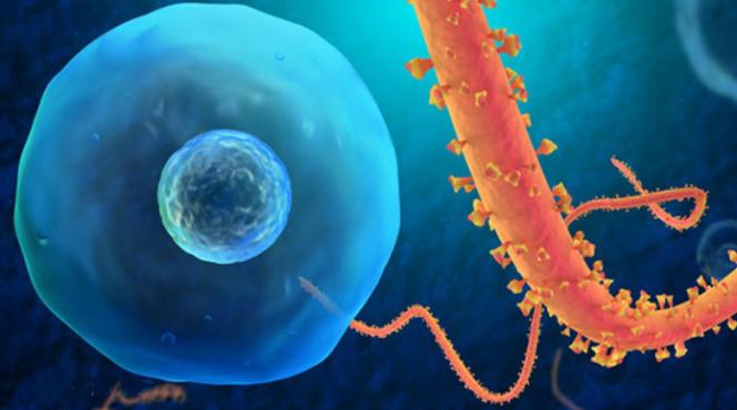 avertisment socant facut de experti in legatura cu ebola si consumul de ibuprofen