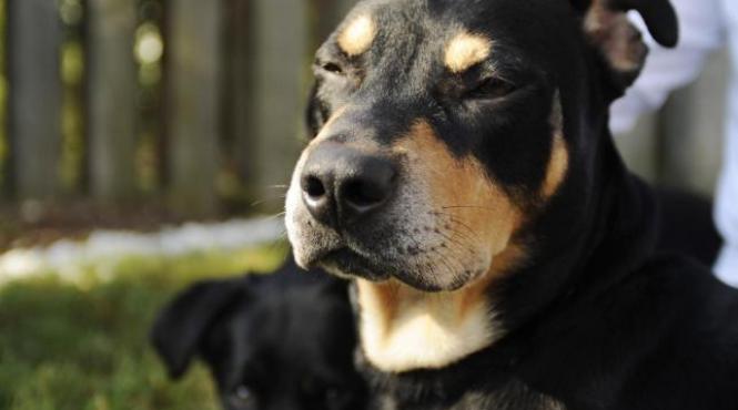 incredibil un caine eutanasiat pentru ca nu l a adoptat nimeni si a revenit miraculos