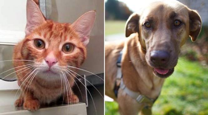 transfuzie sange caine pisica