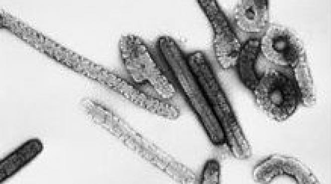 virus marburg uganda