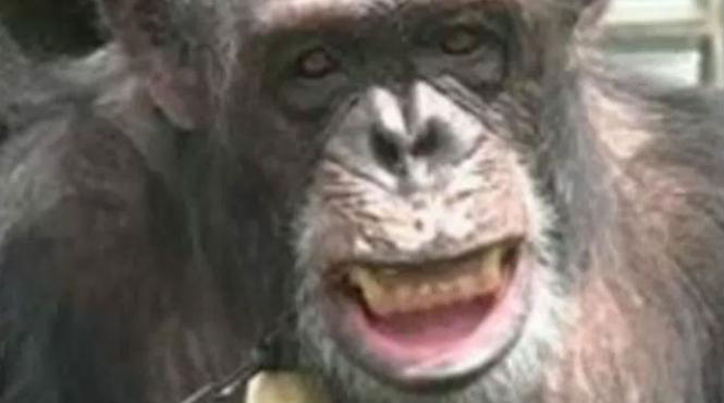 cimpanzeu persoana non umana