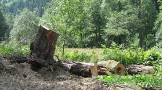 ponta a cerut o evaluare a proiectului radarul padurilor programul este bazat pe un software de urmarire a lemnului