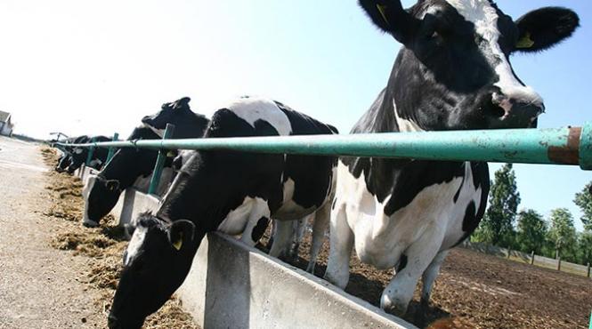 limba albastra o ebola pentru ministerul agriculturii