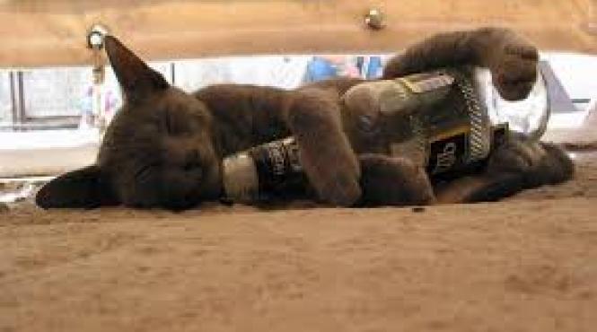 pisica manga dupa ce a baut o jumatate de sticla de vodca pentru a supravie ui