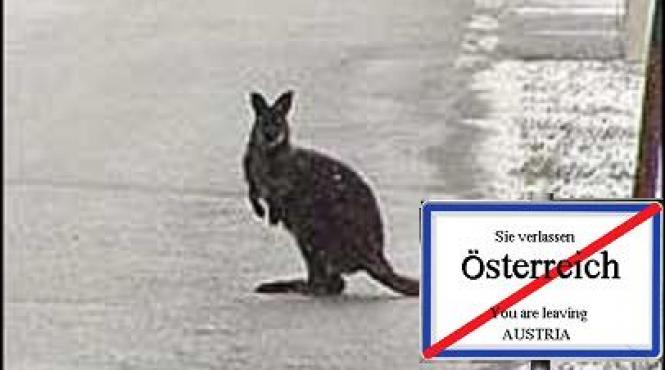 oops secretarul general onu mul ume te australiei referindu se la austria